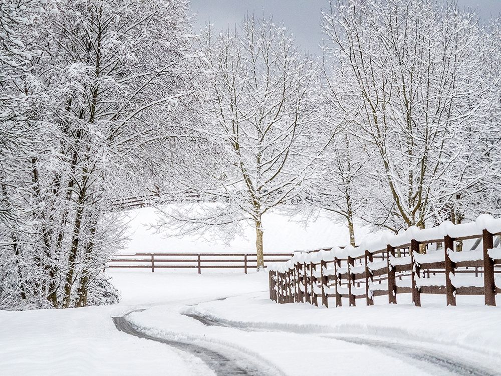 Washington State-Fall City-fresh snow on trees and fence and snow covered road